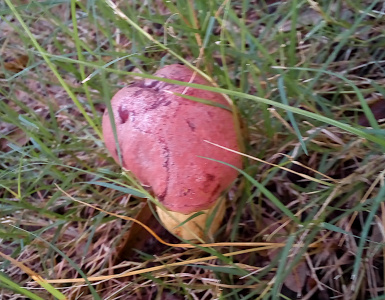 [The mushroom has a reddish pink cap of a near rectangular shape with several cracks along the top. The stem is either light yellow or off-white and appears large in diameter.]